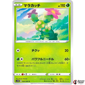 Maractus